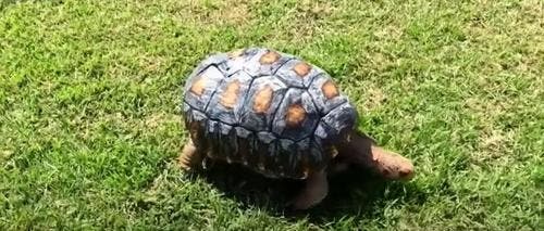 Freddy la Tortue2