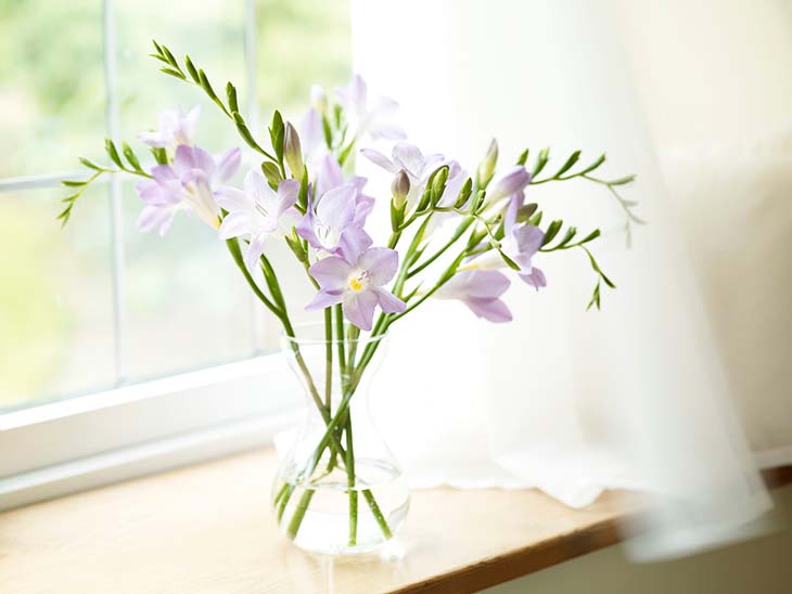 Freesias