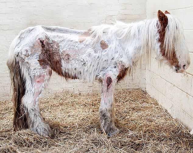 Heidi en convalescence - couverte de blessures