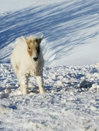 Ils voient une chèvre sur le bas-côté de la route sous une neige glaciale