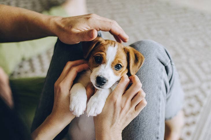 Joue avec son chiot001