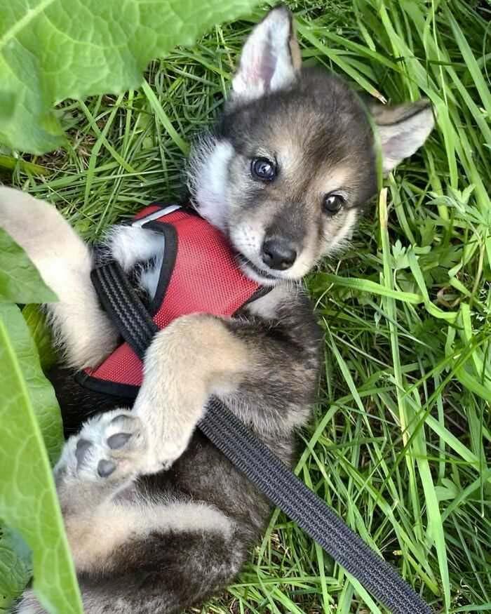 Kira joue dans le jardin