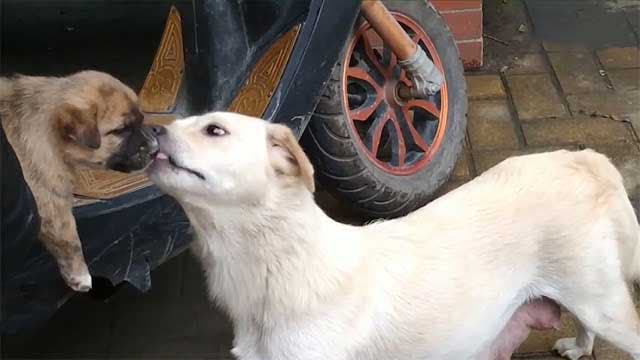 La chienne et son chiot 