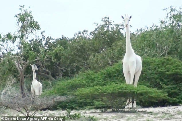 La dernière girafe blanche du Kenya