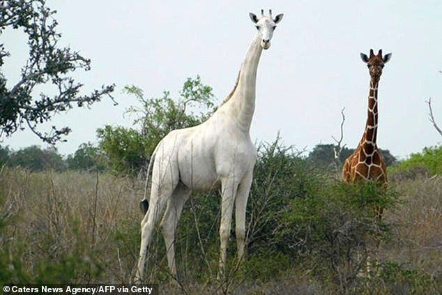 La dernière girafe blanche du Kenya