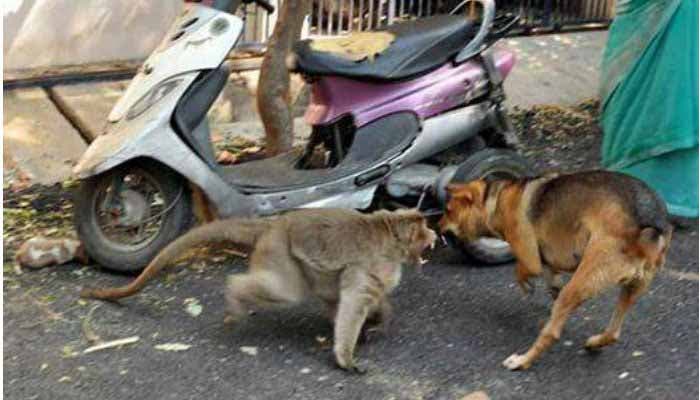 La guenon éloigne le chien