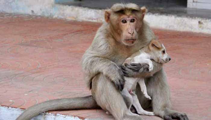 La guenon tient le chien