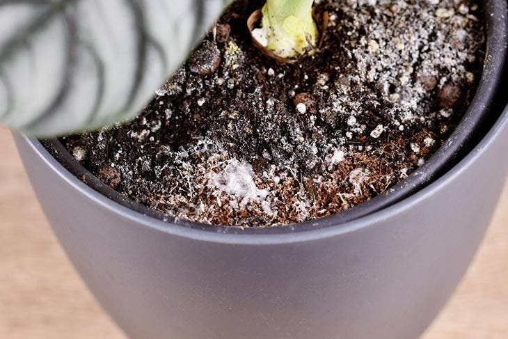 La moisissure blanche dans le pot