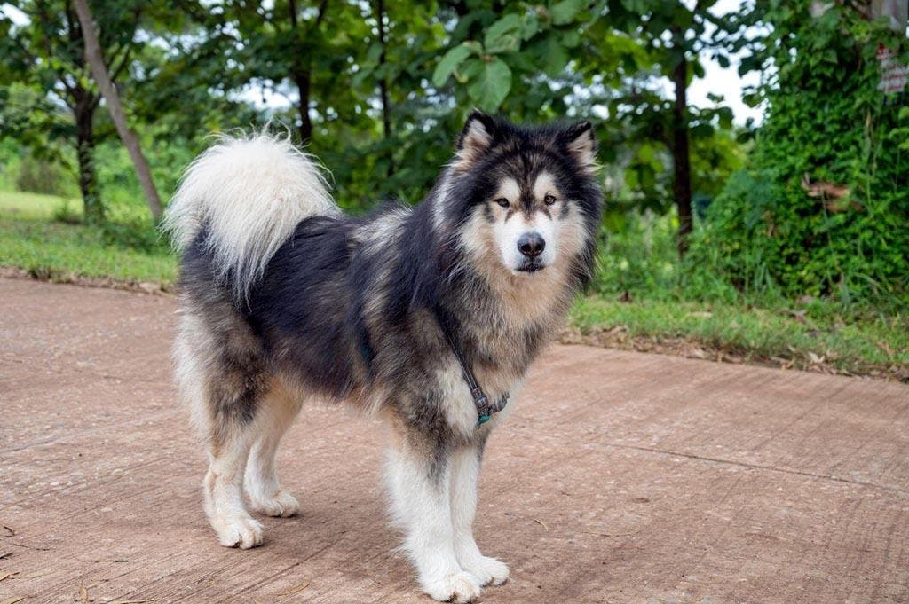 La race de chien Malamute d'Alaska