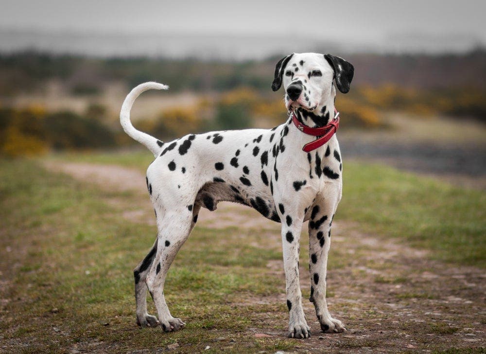 La race de votre chien révèle votre vraie personnalité