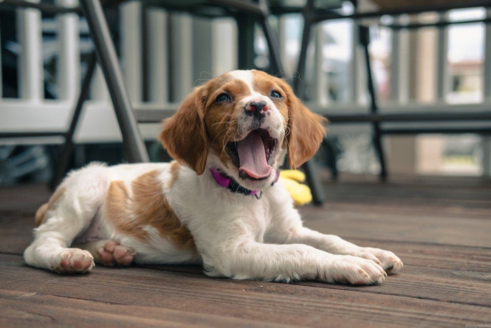 La race de votre chien révèle votre vraie personnalité