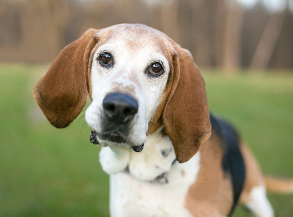 La race de votre chien révèle votre vraie personnalité