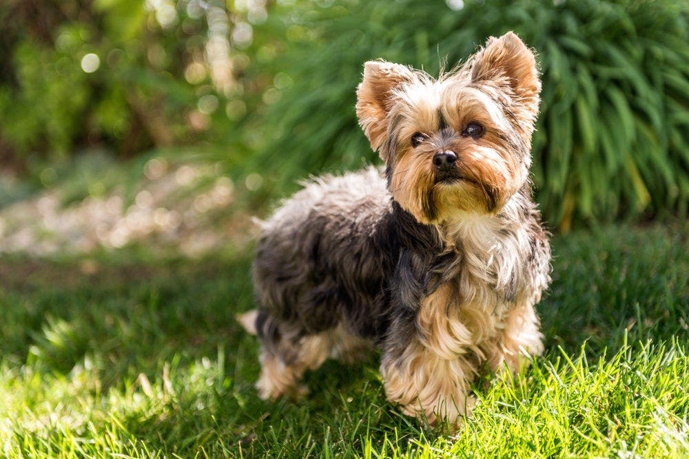 La race de votre chien révèle votre vraie personnalité