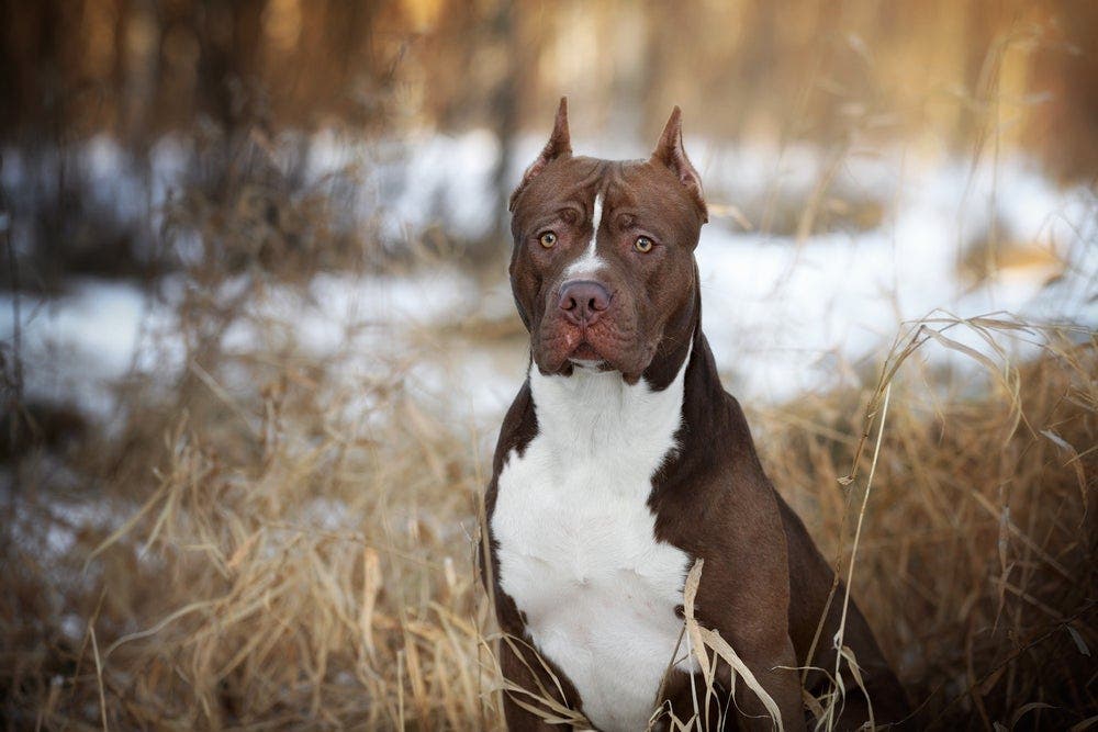 La race de votre chien révèle votre vraie personnalité