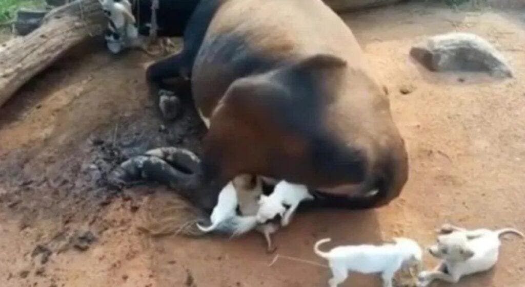 La vache allaite les chiots1