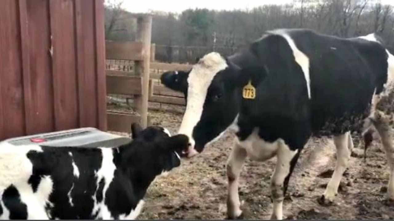 La vache et son veau coulent des jours heureux au Skylands AnimalSanctuary&Rescue