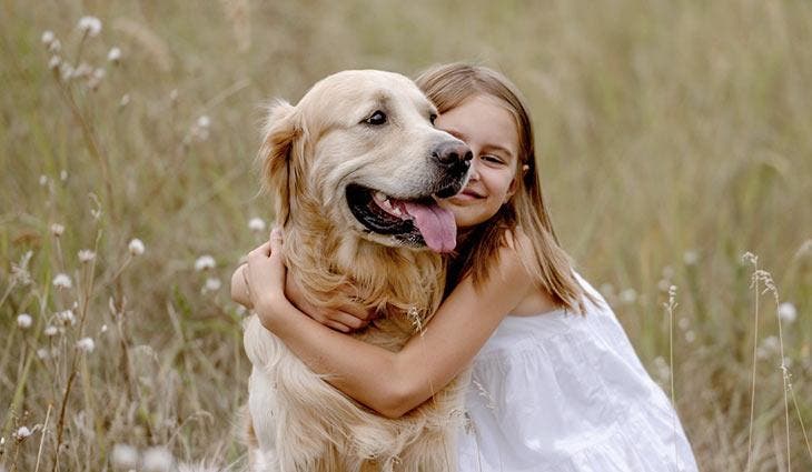 L’affection entre un chien Golden Retriever et une petite fille