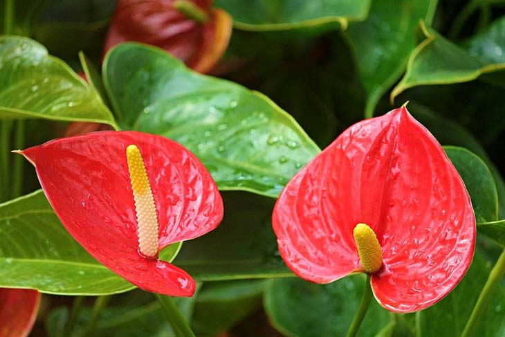 L’anthurium 