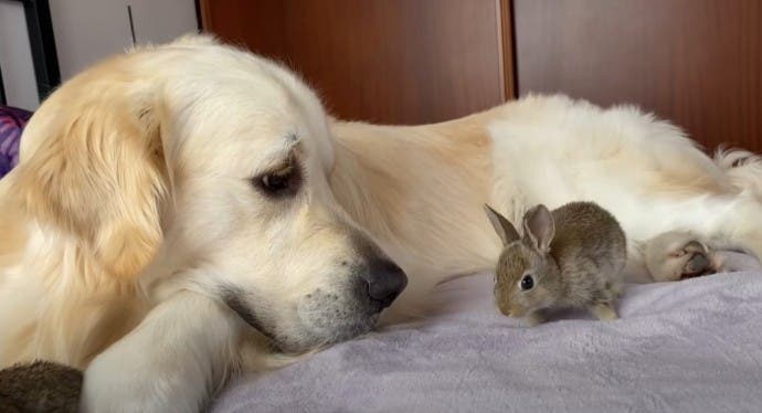 Le Golden Retriever Et Ses Adorables Petits Lapins1