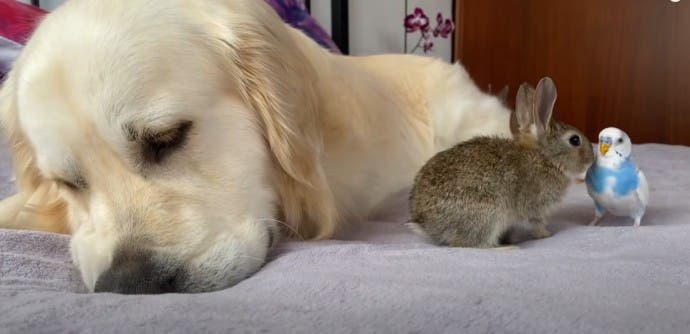 Le Golden Retriever Et Ses Adorables Petits Lapins8