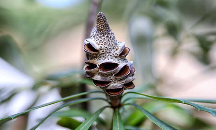 Le banksia une star discrète des paysages australiens