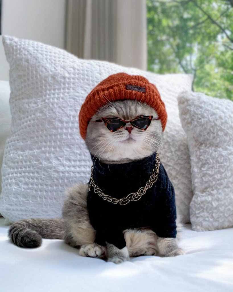 Le chat en mode gang