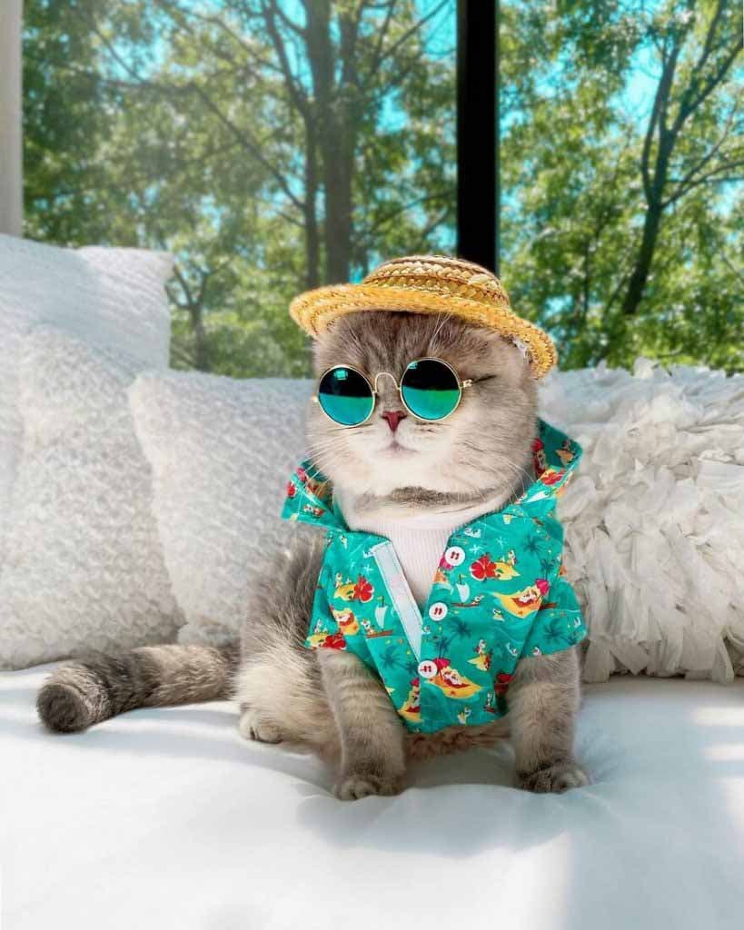 Le chat prêt pour les vacances