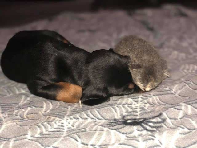 Le chaton Rose et le chiot