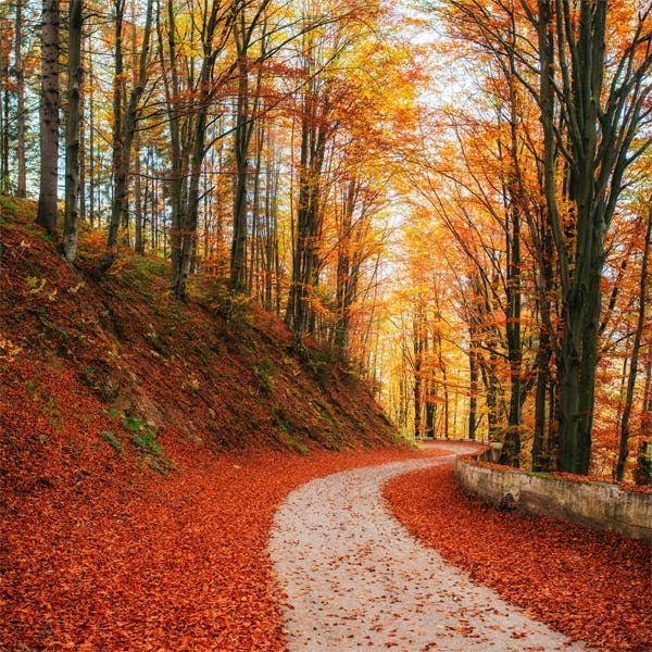 Le chemin que vous choisissez révèle votre personnalité et votre avenir