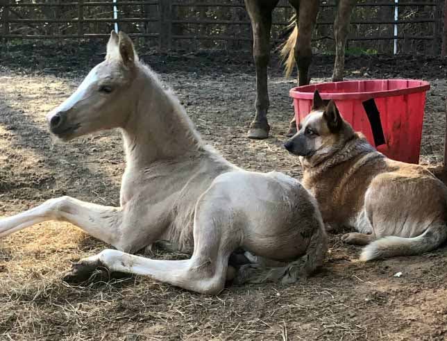 Le chien Zip tient compagnie au poulain Tye