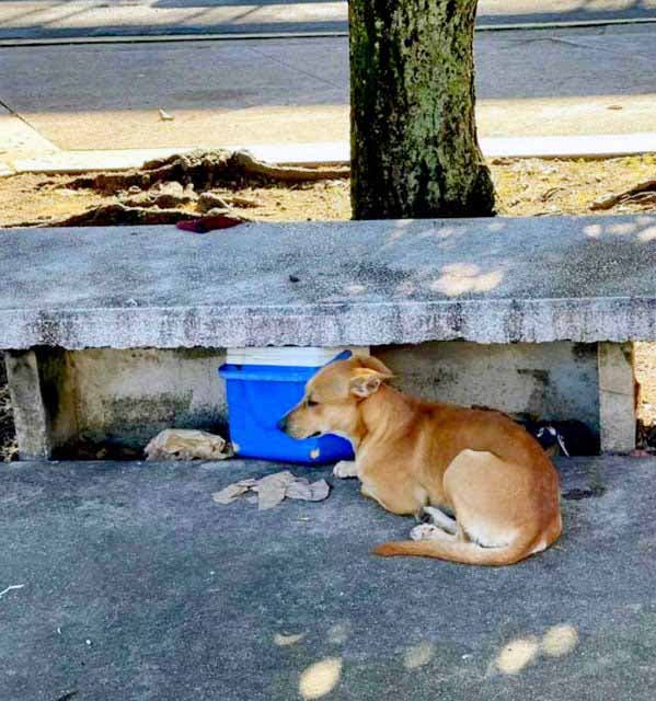 Le chien attend son propriétaire