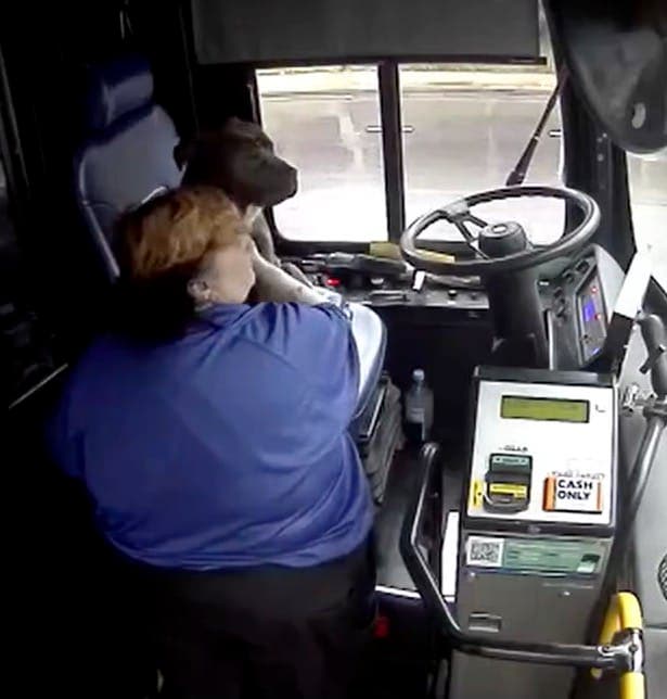 Le chien avec le chauffeur dans le bus