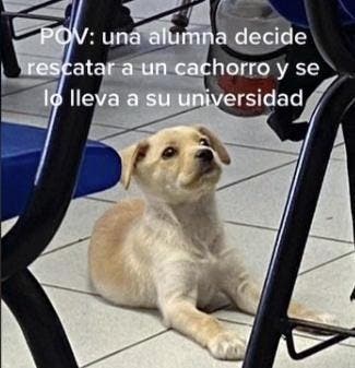 Le chien dans la classe