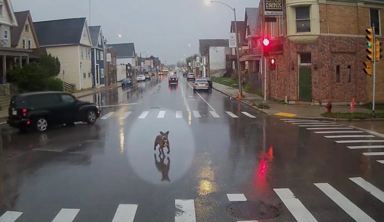 Le chien dans la rue