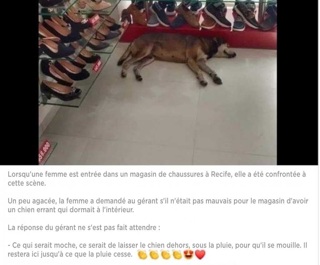 Le chien dort dans le magasin1