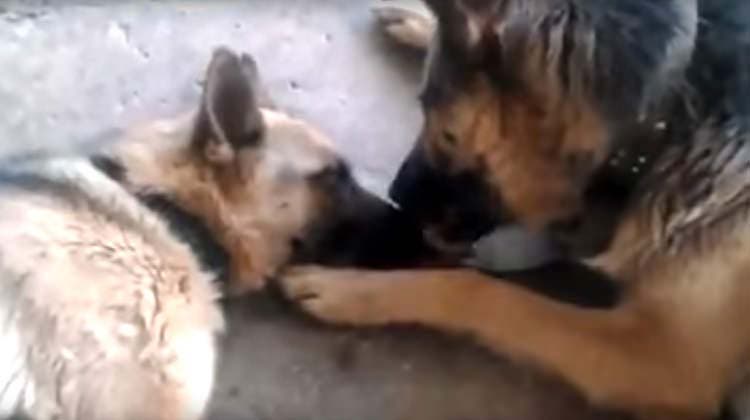 Le chien lèche le visage de sa femme chienne