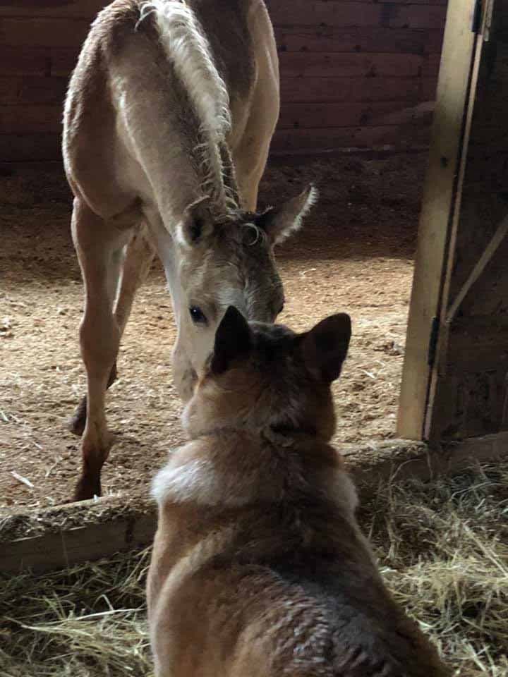 Le chien rendait souvent visite au poulain