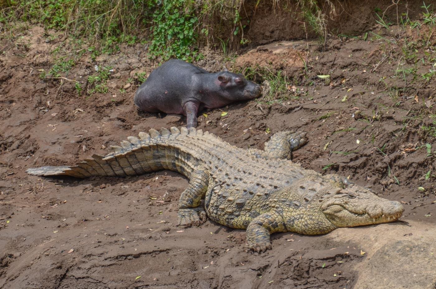 Le crocodile sur le point de quitter le périmètre du petit hippopotame