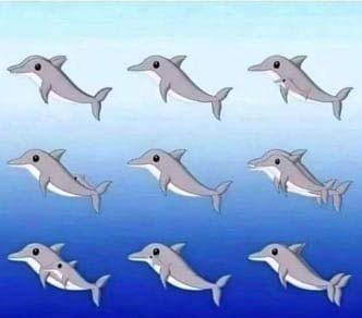 Le défi des dauphins cachés