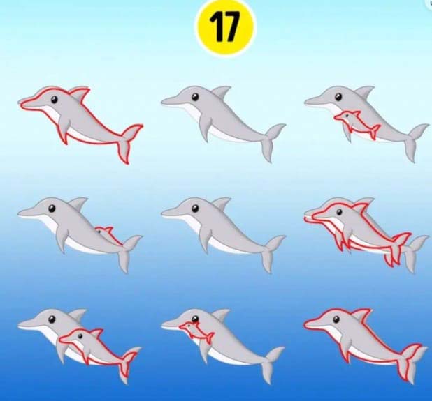 Le défi des dauphins cachés1