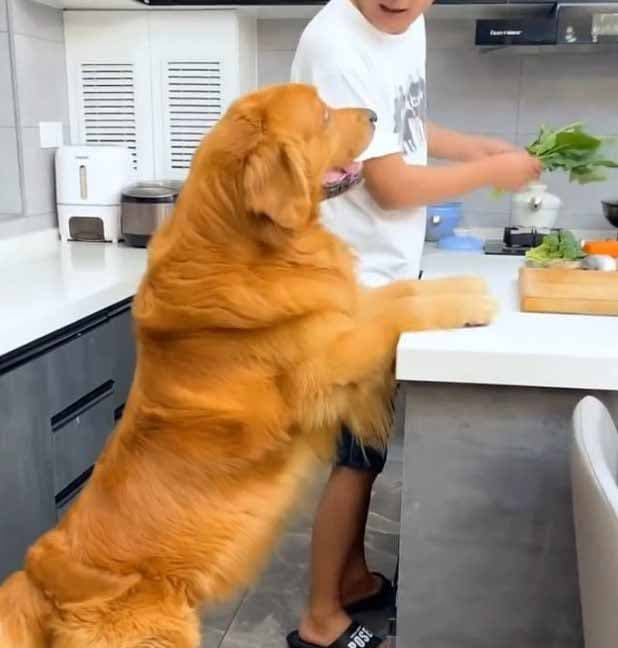 Le golden retriever donne un coup de main pour préparer les repas