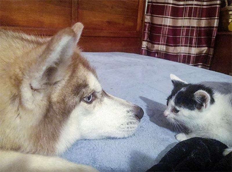 Le husky avec un chaton