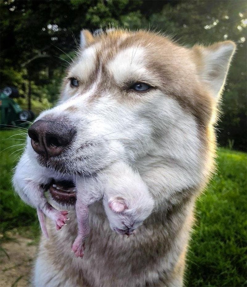 Le husky sauves les chatons