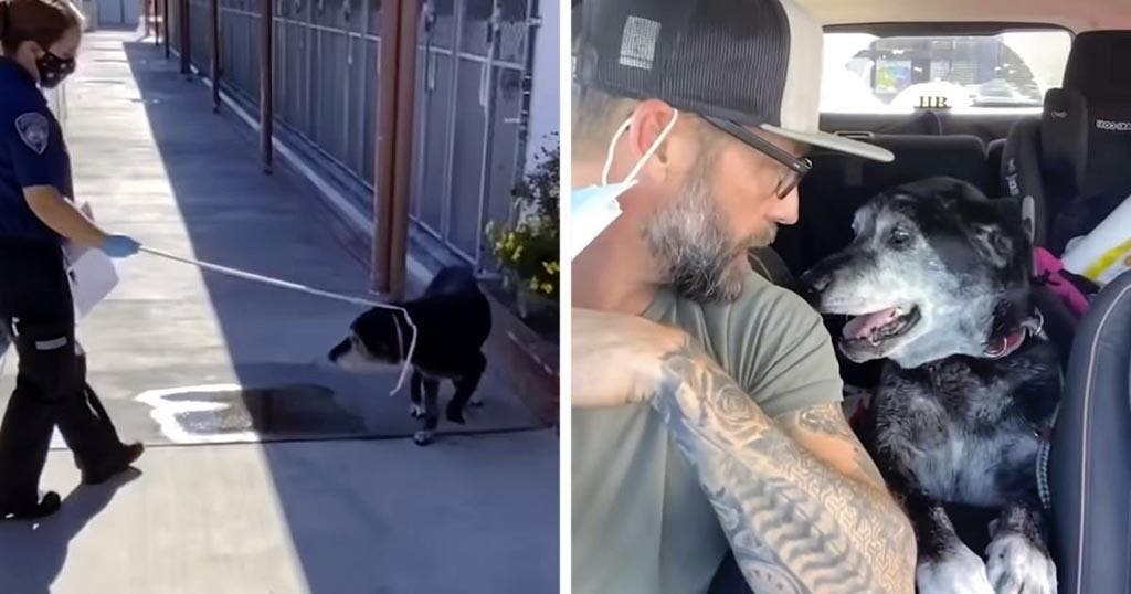 Le jeune homme avec le chien âgée