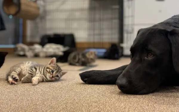 Le labrador Bertie et les chatons2