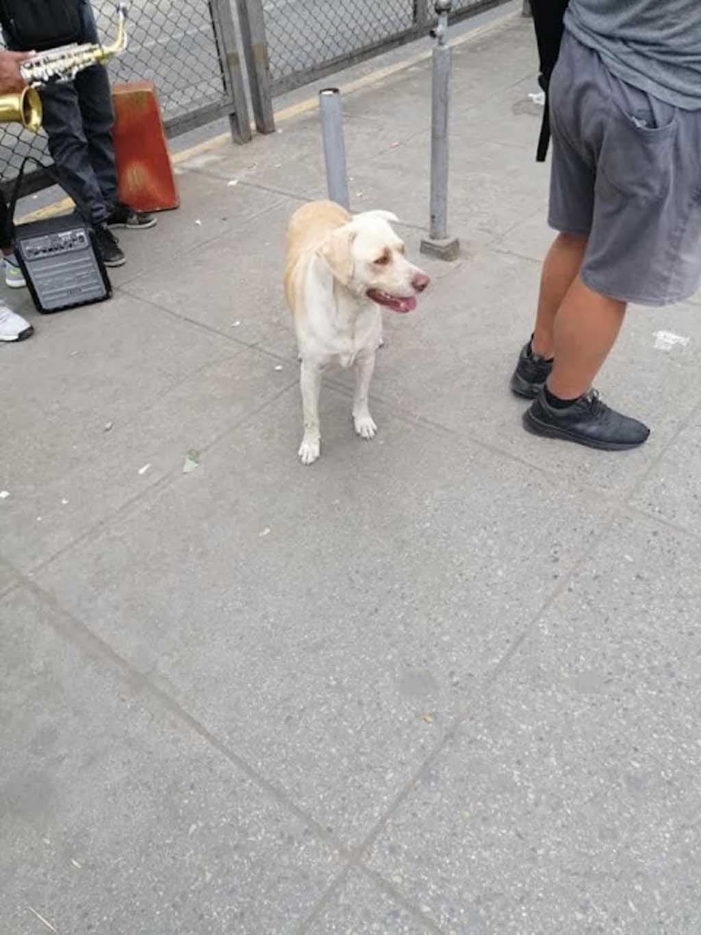 Le labrador Gringo perdu