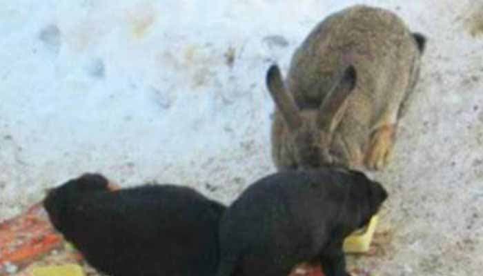 Le lapin avec les petits chiots