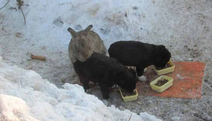 Le lapin s’occupe des petits chiots