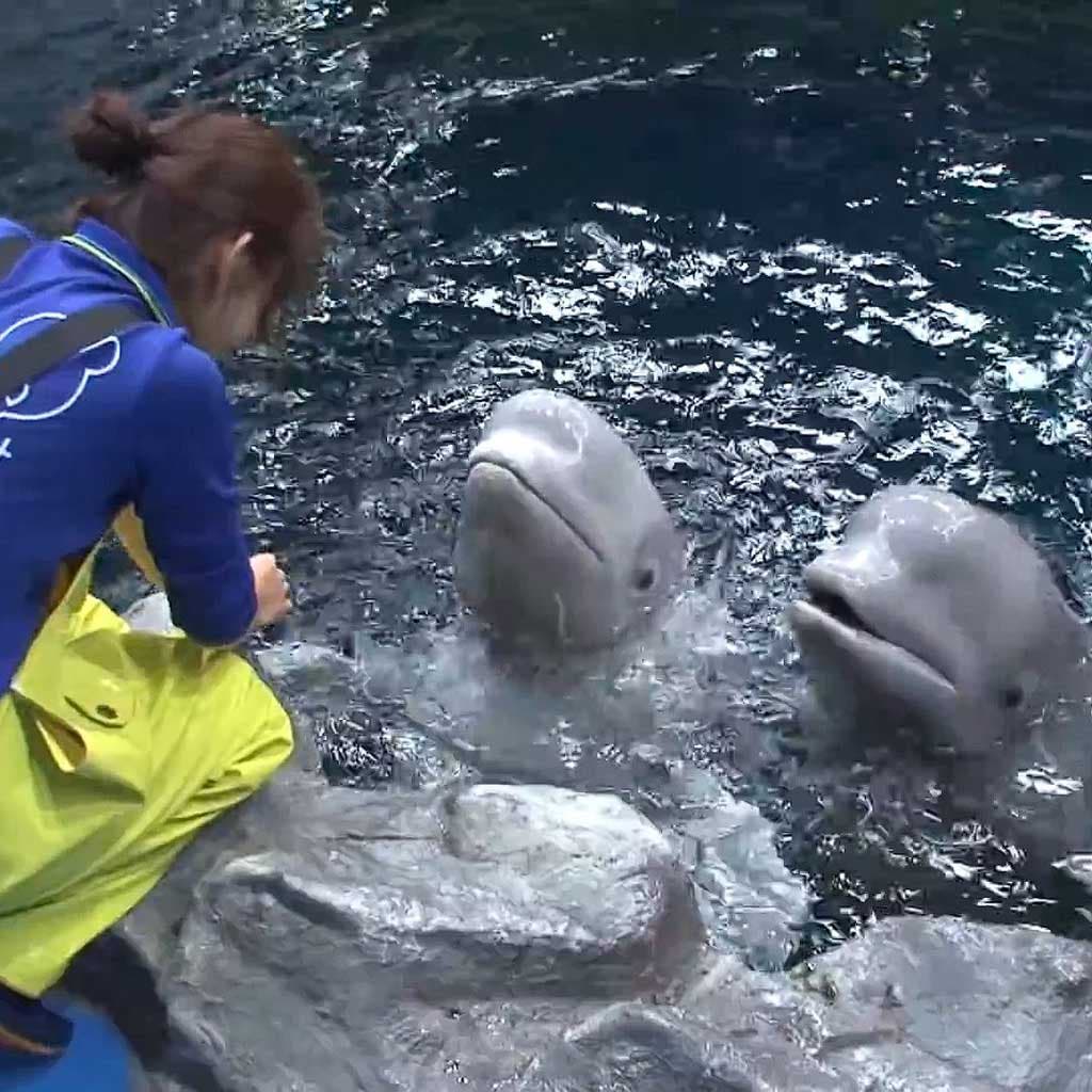 Le personnel jour avec les bélugas