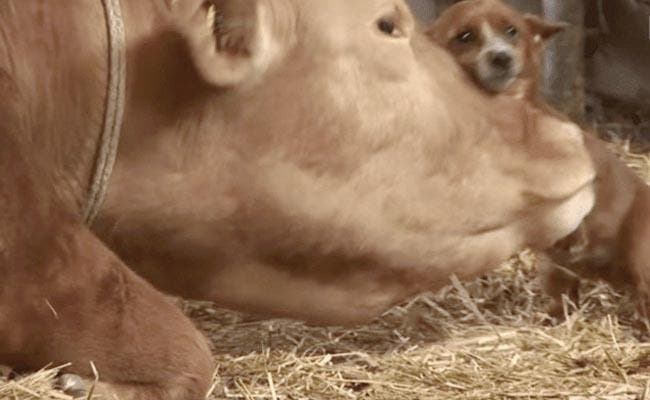 Le petit chien et la vache